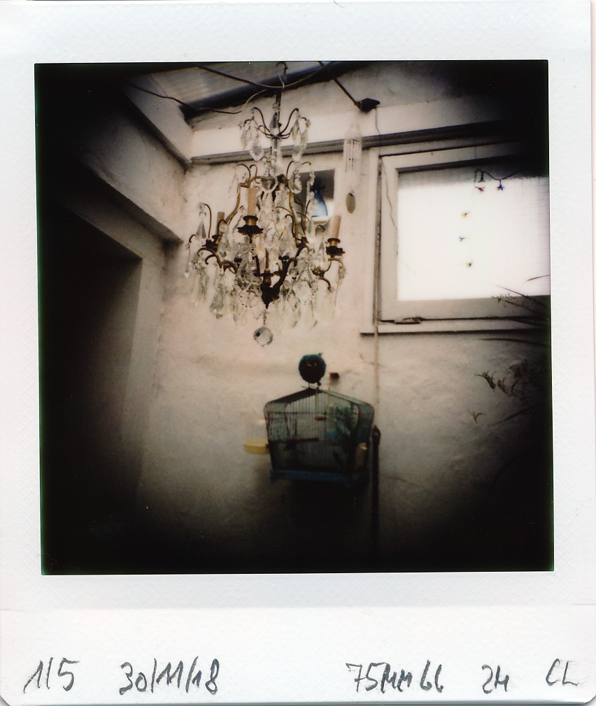 jpg/diana_instant_square_IMG_20181130_1005.jpg